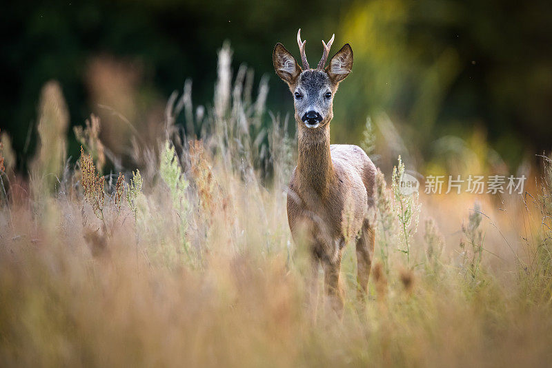 狍子（Capreolus capreolus）